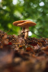 Two blusher mushrooms in forest