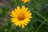 Fototapeta Storczyk - Heliopsis helianthoides False Sunflower in the summer garden. Close-up of yellow Sunflower-like flower 