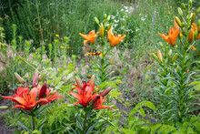 Red And Orange Lily Flowers In The Summer Garden