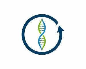 Wall Mural - DNA Helix inside the arrow rotation logo