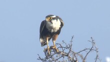CU OF ENDANGERED ALPOMADO FALCON IN THE WILD