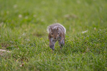 Gray Squirrel Running Towards Camera In Grass