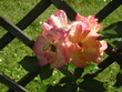 kolorowe róże z ogrodu