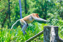 Proboscis Monkey Or Nasalis Larvatus