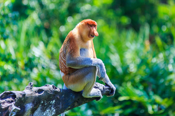 Wall Mural - proboscis monkey or nasalis larvatus