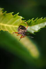 A brown flatworm beetle on an edible chestnut leaf.