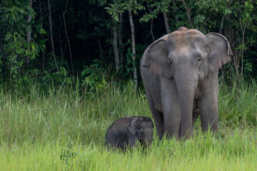 elephants child