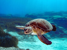 A Female Green Sea Turtle Swimming In The Sea Of Cyprus