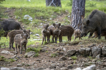 Canvas Print - baby newborn wild boar portrait in the forest in summer