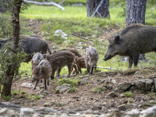 Canvas Print - baby newborn wild boar portrait in the forest in summer