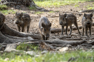 Canvas Print - wild boar portrait in the forest in summer