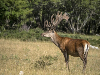 Canvas Print - European deer portrait in summer