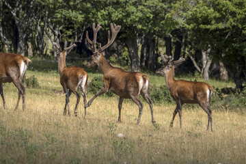 Canvas Print - European deer portrait in summer