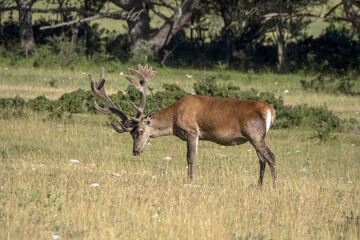 Canvas Print - European deer portrait in summer