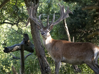 Canvas Print - European deer portrait in summer