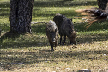 Canvas Print - wild boar portrait in the forest in summer