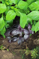 Wall Mural - Growing dark and green basil leaves plant in garden