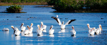 White Pelicans At Orlando Wetlands Park In Florida.