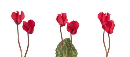 Wall Mural - Mini Cyclamens rouge	