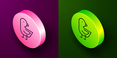 Canvas Print - Isometric line Little chick icon isolated on purple and green background. Circle button. Vector