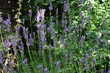 Lavendel, Kräuter, Heilpflanze, Blüten