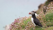 Atlantic Puffin Getting Startled By Other Puffins And Making Itself Bigger, Ireland