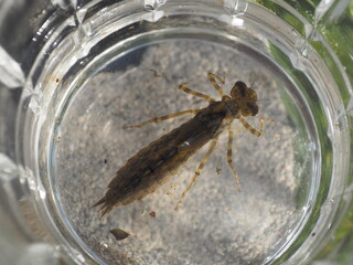 portrait of a dragonfly larva that lives and swims in the water