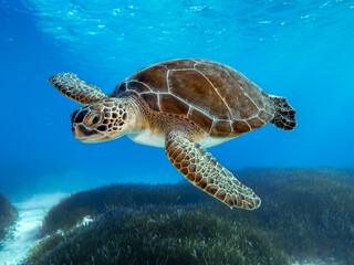 chelonia mydas -green sea turtle from the island of cyprus