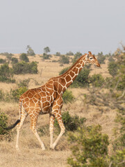 Wall Mural - Giraffe in front Amboseli national park Kenya masai mara.(Giraffa reticulata) sunset.