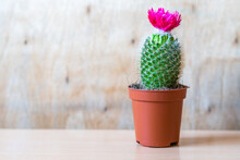 Cactus In A Pot With Pink Flower