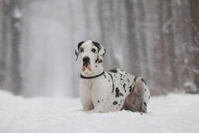 Great Dane Dog In The Winter Forest