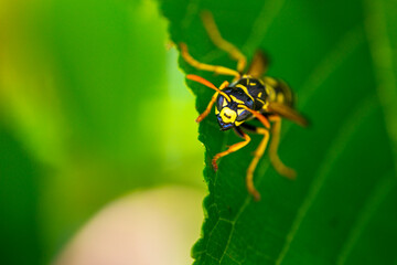 European paper wasp or Polistes dominula on green leaf