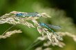 two common blue damselfly on grass seed head.