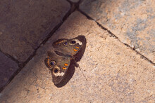 The Junonia Coenia Or Common Buckeye Butterfly Emerges From The Shadows And Into The Warm Sunlight Of A Paved Stone Pathway