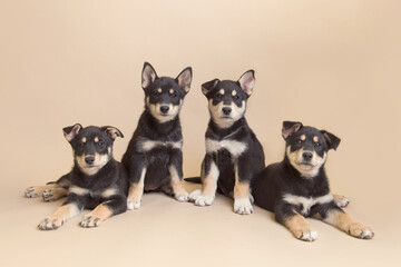 Wall Mural - Hero therapy dogs in training enjoy their second set of puppy pet portraits and practice good listen and excellent sit - husky rescue blend edition