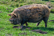 Brown coloured Kune Kune pig with thick, long curly coat of hair looking for food in a meadow..