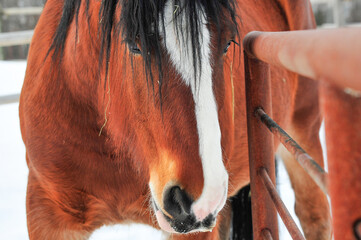 Wall Mural - portrait of a chestnut colored Clydesdale horse against rusted fence