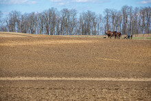 Amish Farmer Plowing The Field With His Horses With Trees In The Background | Amish Country, Ohio