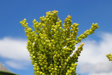 Wall Mural - white sorghum or jowar grain growing on tree with clear blue sky background in the morning in the fields