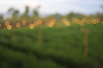 Wall Mural - Defocused abstract background of green flower garden landscape with light fog and blurred light background in the morning.