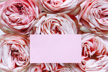 Texture Of Pink Rose Buds Tightly Folded Background With Pink Paper Card. Florist Template