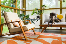 A Cute Dog On A Chair In A Screened Porch