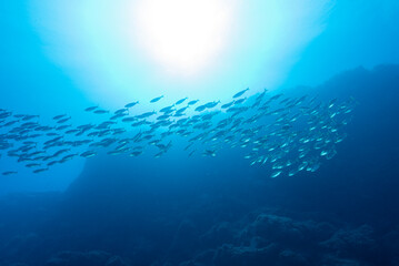  Un folto banco di salpe, Salpa sarpa, mentre nuotano in acque libere