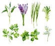 Watercolor herbs illustrations set. Cilantro, sage, chives, oregano, lettuce, lavender. Green plant