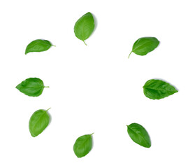 Wall Mural - Various green basil leaves isolated on white background, top view.