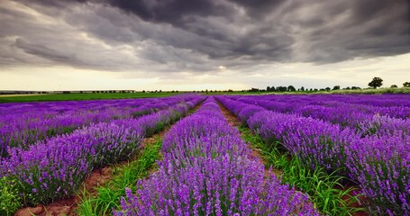 Wall Mural - Lavender field and blooming endless rows during sunset