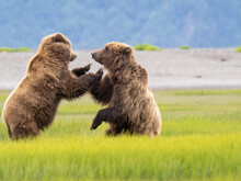 Grizzly Bears Playing In A Sedge Meadow