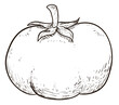 Tomato with pedicel and sepal in hand drawn style, Vector illustration