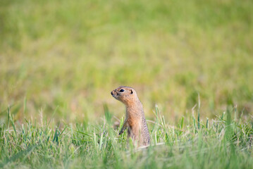 Wall Mural - wild young cute gopher peeks out from behind the tall grass