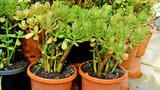 Fototapeta  - Beautiful plants of Cotyledon orbiculata in Nursery garden pot commonly known as pigs or dogs ear or round leafed navel wort